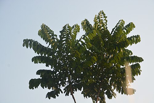 African mahogany: Khaya grandifoliola in India