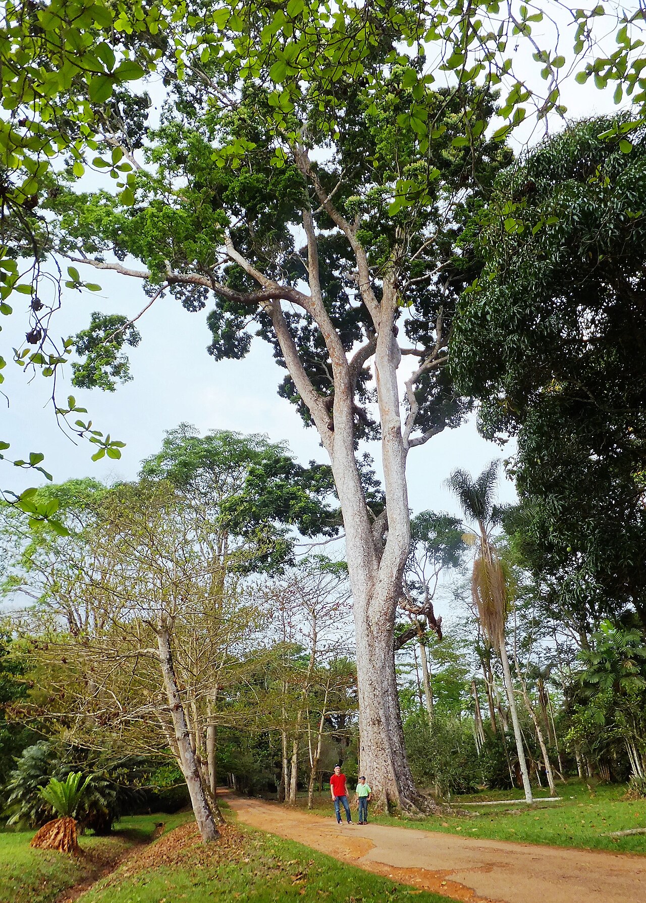 African mahogany: Jardin du père Gillet à Kisantu Khaya ivorensis A. Chev., l'acajou d'Afrique ; Échelle : garçon en rouge fait 1,90 m.