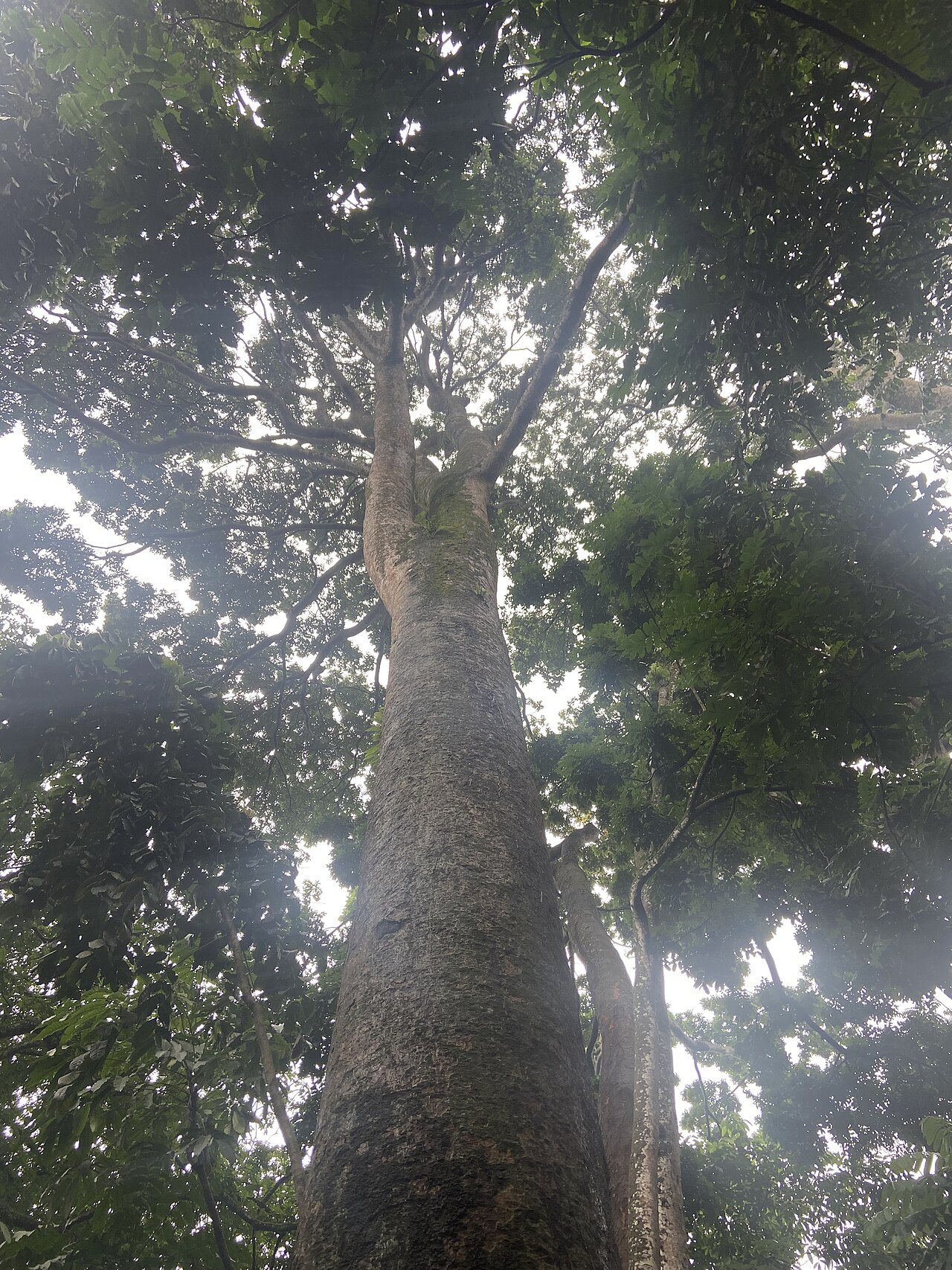 African mahogany: Tanaman yang ada di Kebun Raya Bogor