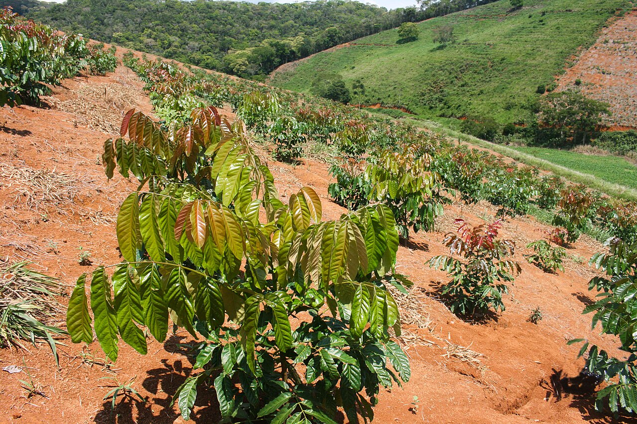 African mahogany: Plantio de Mogno Africano