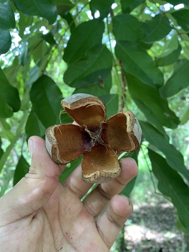 Senegal mahogany (Khaya senegalensis)