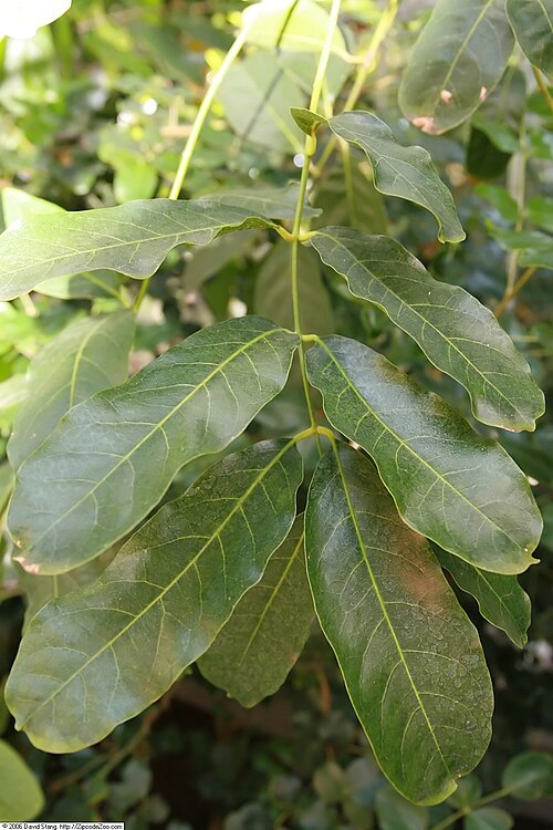Senegal mahogany: Location taken: United States Botanic Garden. Names: Khaya senegalensis (Desv.) A. Juss., African Mahogany, Afrikanischer Mahagoni, Benin Mahogany, Bisselon, Dr