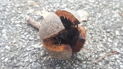 Senegal mahogany (Khaya senegalensis)