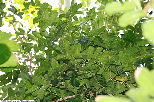 Senegal mahogany: Location taken: United States Botanic Garden. Names: Khaya senegalensis (Desv.) A. Juss., African Mahogany, Afrikanischer Mahagoni, Benin Mahogany, Bisselon, Dr
