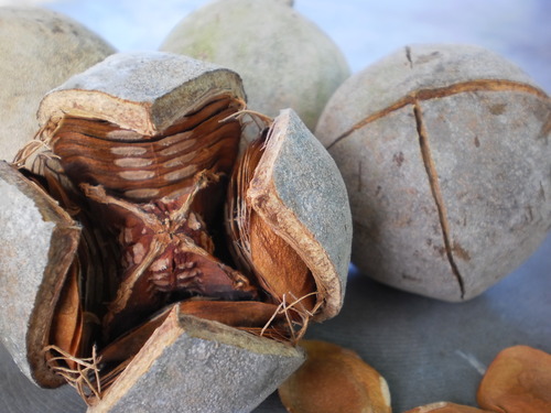 Senegal mahogany (Khaya senegalensis)