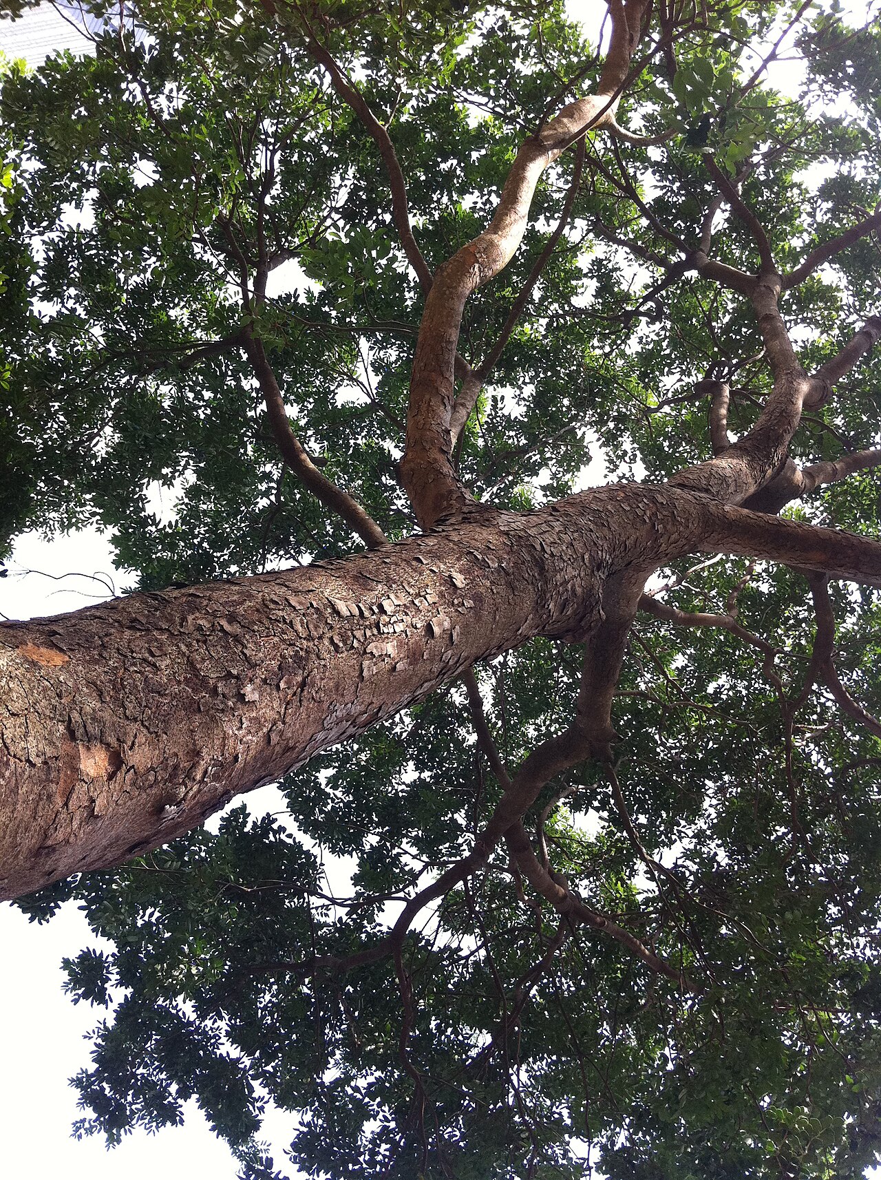 Senegal mahogany: zh:香港公園 非洲桃花心木 , Tree in Hong Kong Park, Central, Hong Kong
