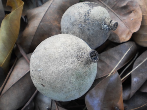 Senegal mahogany (Khaya senegalensis)