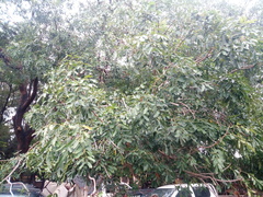 Senegal mahogany (Khaya senegalensis)