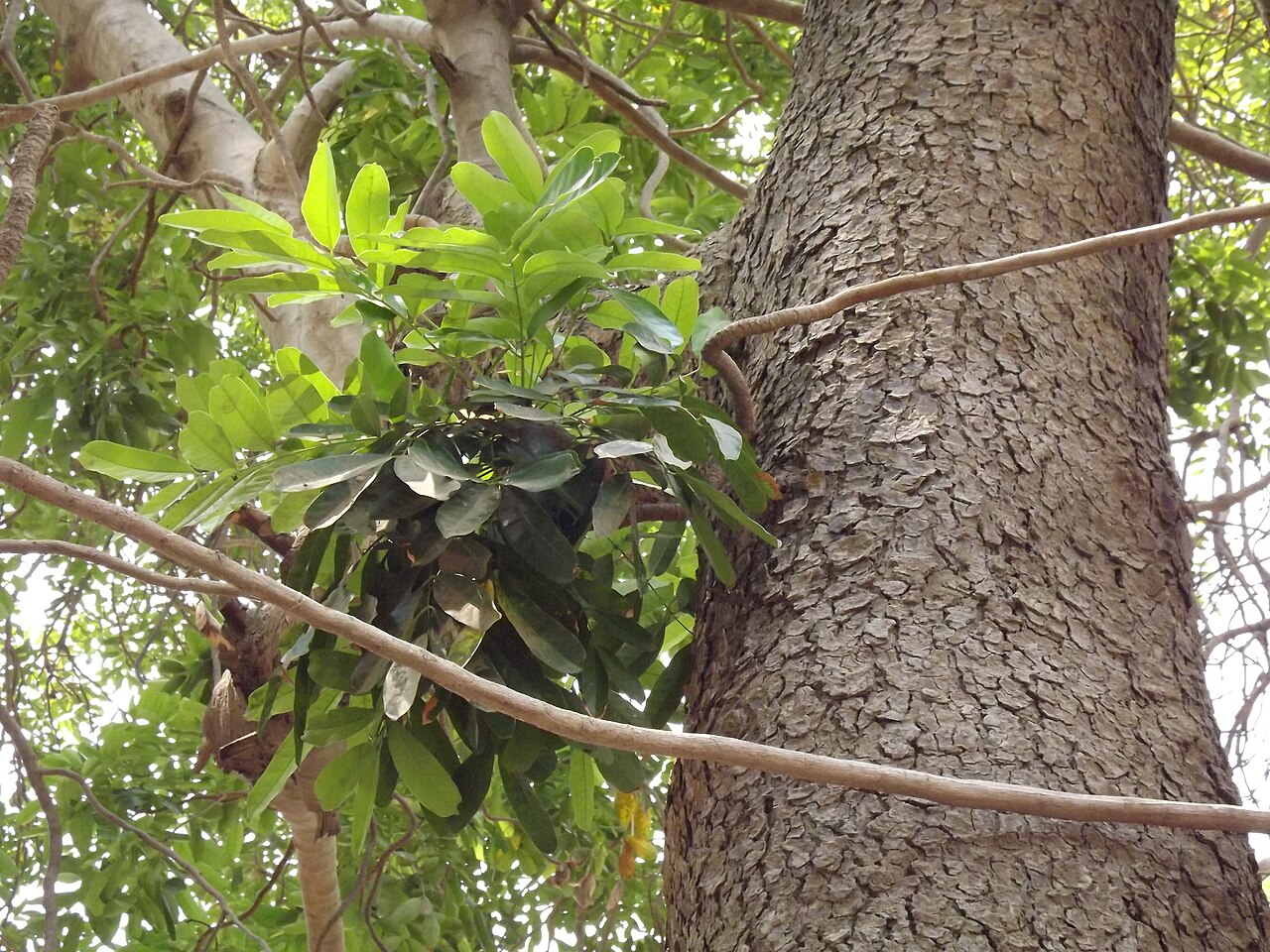 Senegal mahogany: كايا سنغالي