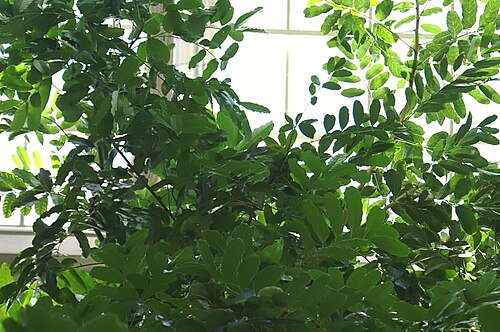 Senegal mahogany: Location taken: United States Botanic Garden. Names: Khaya senegalensis (Desv.) A. Juss., African Mahogany, Afrikanischer Mahagoni, Benin Mahogany, Bisselon, Dr