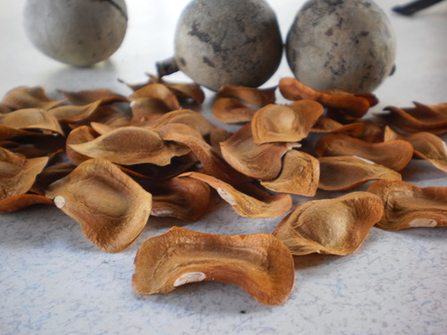 Senegal mahogany (Khaya senegalensis)