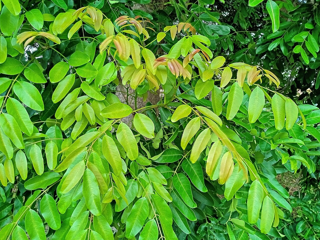 Senegal mahogany: Pokok Khaya senegalensis di Taman Rekreasi Taman Sutera, Selangor