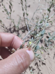 Kickxia aegyptiaca (Kickxia aegyptiaca)
