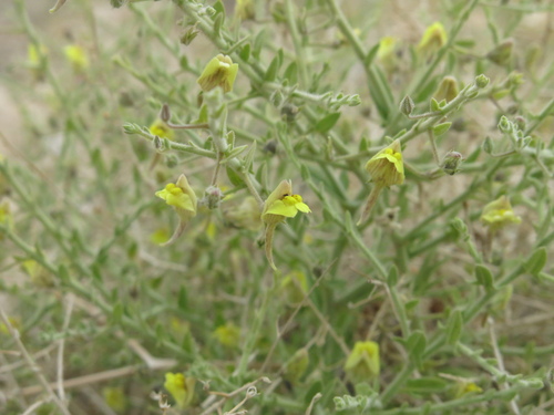 Kickxia aegyptiaca (Kickxia aegyptiaca)