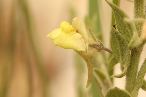 Kickxia aegyptiaca (Kickxia aegyptiaca)