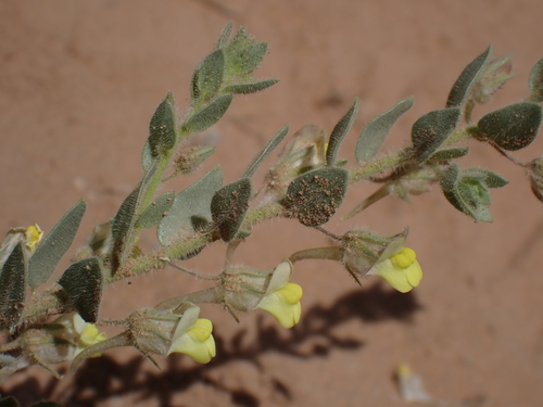 Kickxia aegyptiaca (Kickxia aegyptiaca)