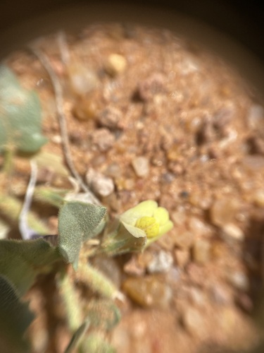 Kickxia aegyptiaca (Kickxia aegyptiaca)