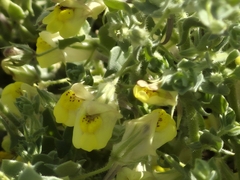 Kickxia aegyptiaca (Kickxia aegyptiaca)