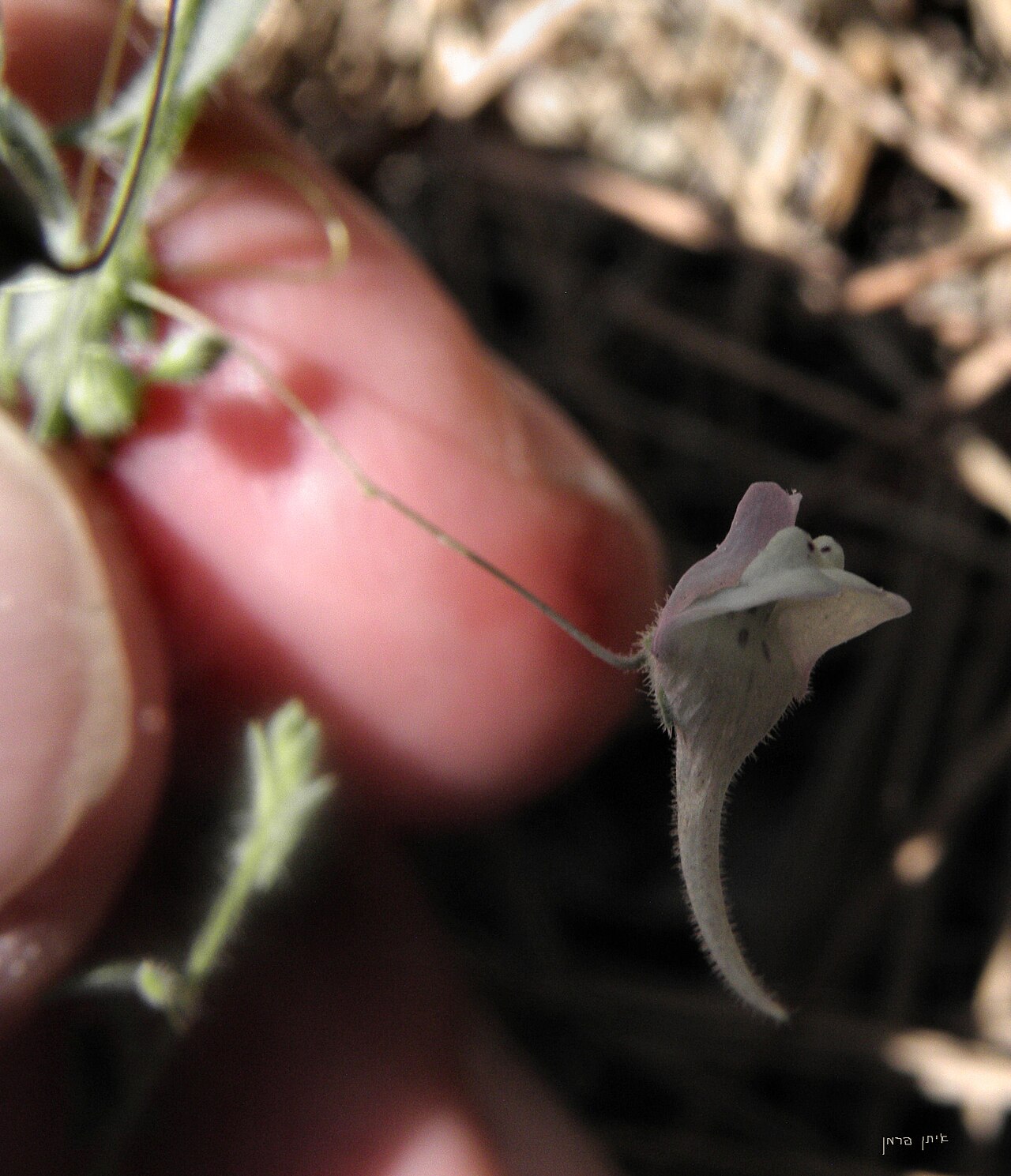 Kickxia cirrhosa: Flower of Kickxia cirrhosa