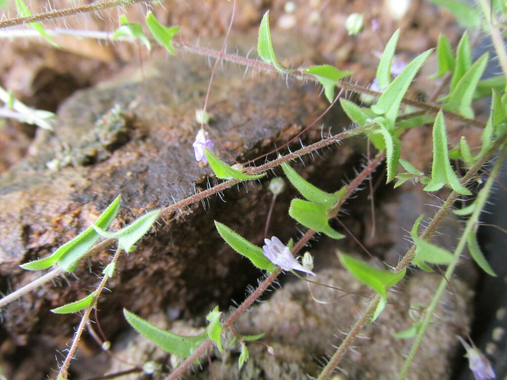 Kickxia cirrhosa (Kickxia cirrhosa)