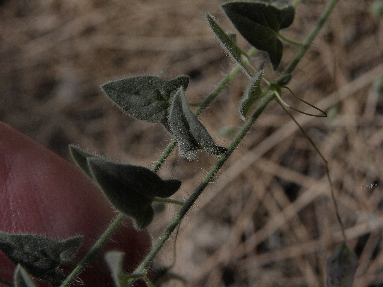 Kickxia cirrhosa: Leaves of Kickxia cirrhosa