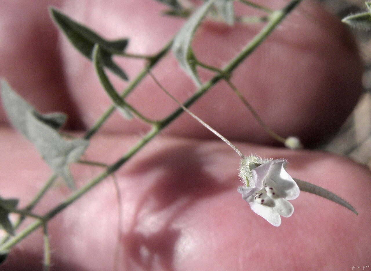 Kickxia cirrhosa: Kickxia cirrhosa, Menashe hills עפעפית הקנוקנות, רמת מנשה