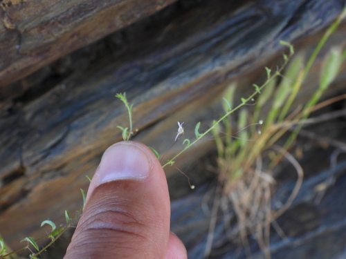 Kickxia cirrhosa (Kickxia cirrhosa)