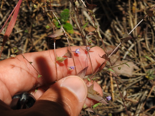 Kickxia cirrhosa (Kickxia cirrhosa)