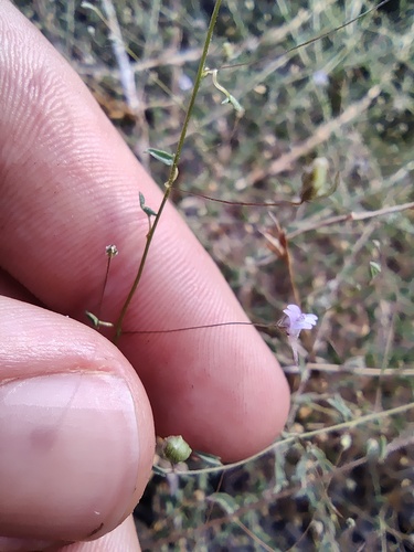 Kickxia cirrhosa (Kickxia cirrhosa)