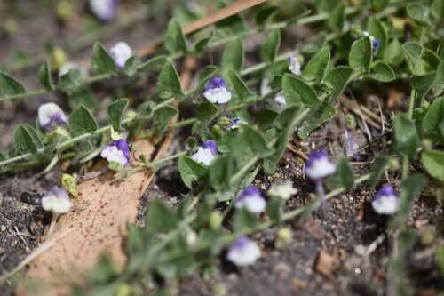 Kickxia commutata (Kickxia commutata)