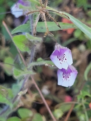 Kickxia commutata (Kickxia commutata)