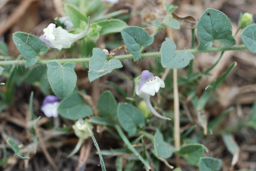 Kickxia commutata (Kickxia commutata)