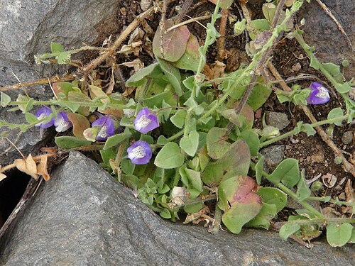 Kickxia commutata: Kickxia commutata subsp. graeca . N Tenerife, SE of San Juan de la Rambla, ca. 200 m.