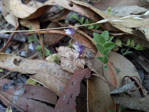 Kickxia commutata (Kickxia commutata)