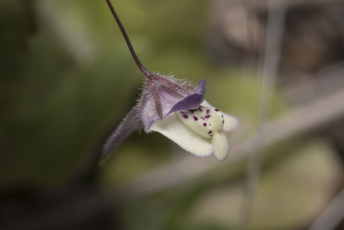 Kickxia commutata (Kickxia commutata)