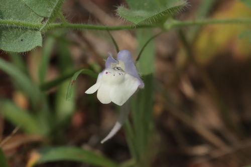Kickxia commutata (Kickxia commutata)