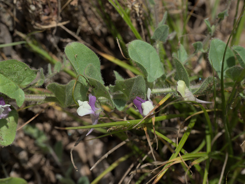 Kickxia commutata (Kickxia commutata)