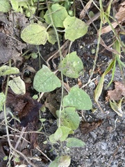 Fluellin (Kickxia elatine)