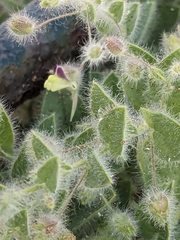 Fluellin (Kickxia elatine)