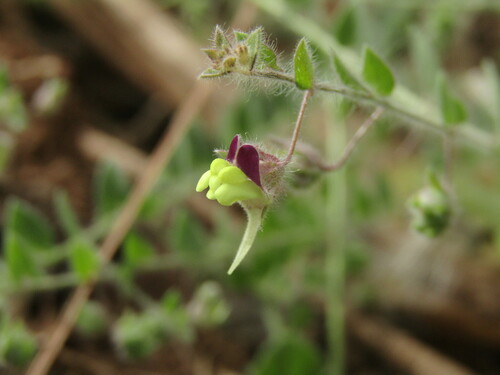 Fluellin (Kickxia elatine)