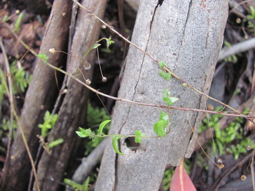 Fluellin (Kickxia elatine)