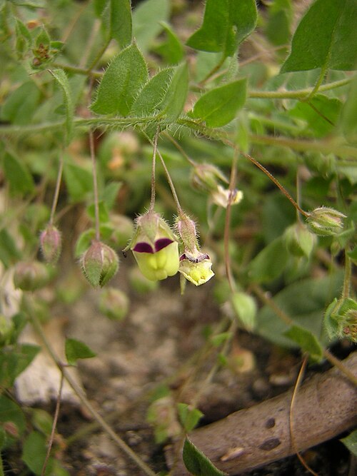 Fluellin: Kickxia elatine, flower