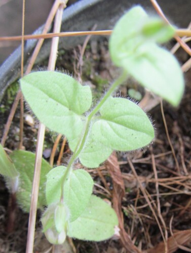 Fluellin (Kickxia elatine)