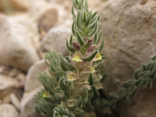 Kickxia floribunda (Kickxia floribunda)