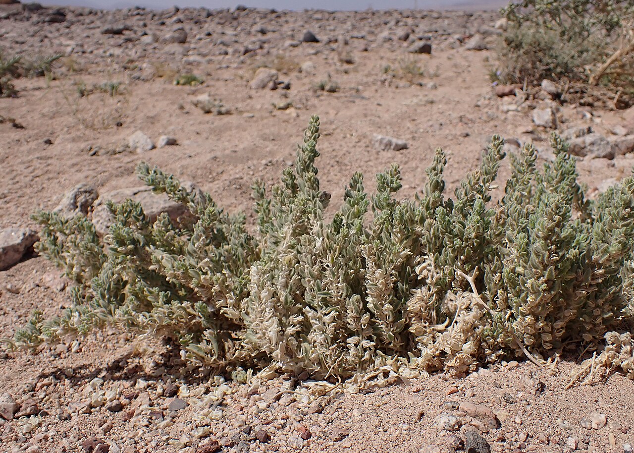 Kickxia floribunda: Kickxia floribunda in Jordan valley N from Akaba in Jordan