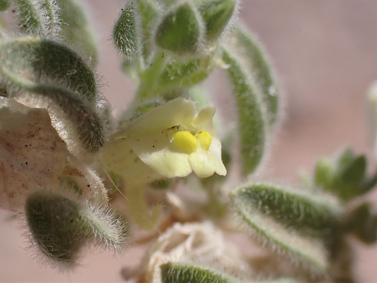 Kickxia floribunda: Kickxia floribunda in Jordan valley N from Akaba in Jordan