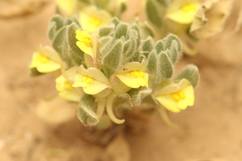 Kickxia floribunda (Kickxia floribunda)