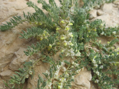 Kickxia floribunda (Kickxia floribunda)