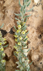 Kickxia floribunda (Kickxia floribunda)