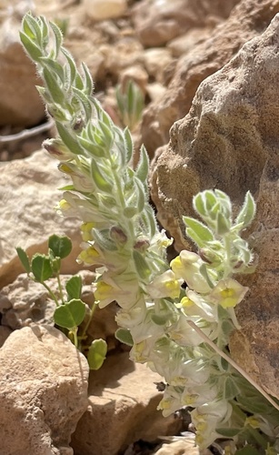 Kickxia floribunda (Kickxia floribunda)